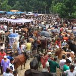 pabna_cattle_photo-2