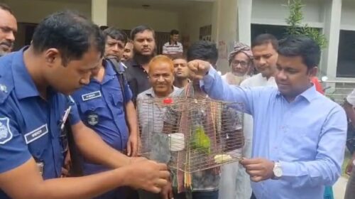 চাঁপাইনবাবগঞ্জে টিয়াপাখি শিকারে জরিমানা, অবমুক্ত হলো উদ্ধার পাখি