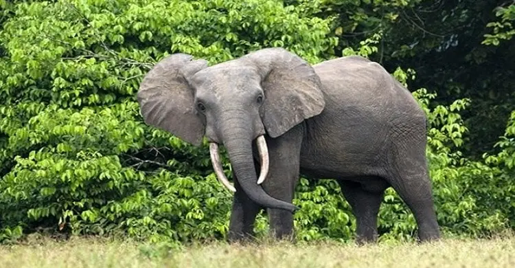 আজ পালিত হচ্ছে বিশ্ব হাতি দিবস