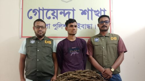 গাইবান্ধায় মোটরসাইকেলের সিটের নিচে ৩ কেজি গাঁজা, ডিবির হাতে যুবক আটক